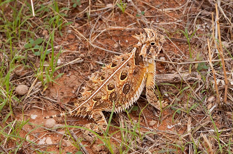 The presence of the Texas Horned Lizard at Unbroken Circle Green Cemetery is a testament to the power of nature and the importance of sustainable practices.